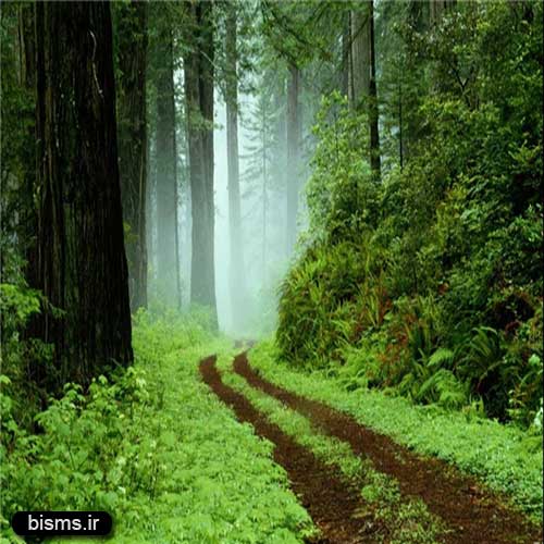اس ام اس فلسفی