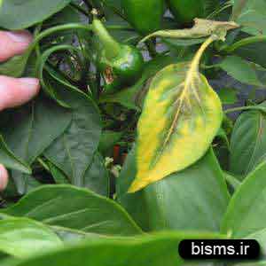 خواص جوشانده برگ به خواص جوشانده برگ به