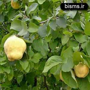 خواص برگ به